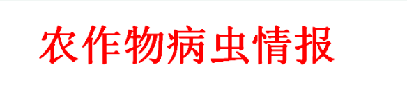 农作物病虫情报（2024年第7期）：荔枝病虫发生预报