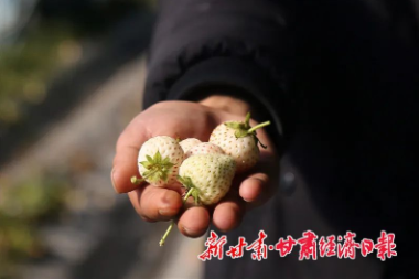 白草莓让天祝农民“甜蜜增收